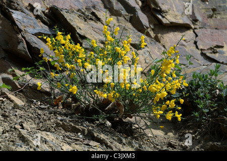 common broom [Oxytropis jacquinii, syn: Spartium scoparium, Sarothamnus scoparius, Genista scoparia] Stock Photo