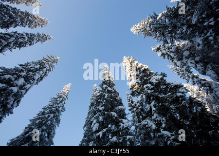 View of snow covered spruce ( Picea Abies ) treetops in the taiga forest , Finland Stock Photo