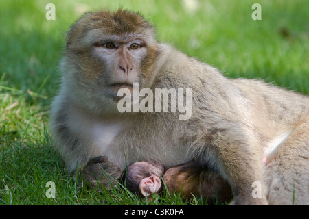 Berberaffe, Mutter mit Jungtier, Macaca sylvana, Magot, Mother and young Stock Photo