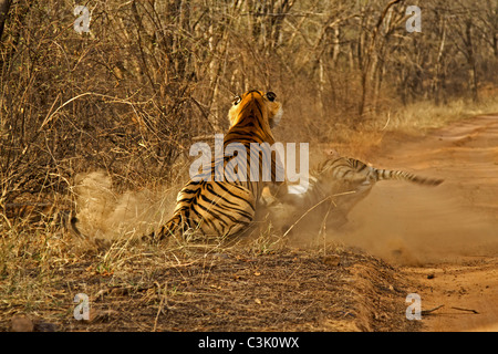 Two tigers - a male and a female - fighting in Ranthambhore national park Stock Photo