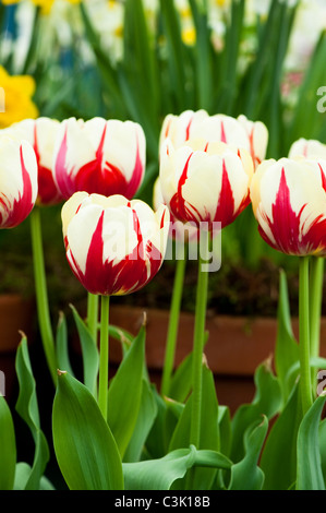 Tulipa ‘World Expression’, Single Late Tulips Stock Photo