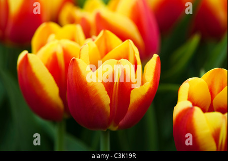 Yellow Triumph tulips (Tulipa) Golden Prins Claus bloom in a garden in ...