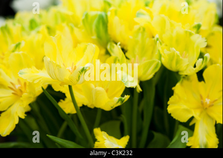 Tulipa ‘Yellow Present’, Triumph Tulips Stock Photo