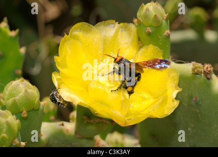 Flower of a Prickly pear cactus (Opuntia littoralis) and hornets (Vespa sp.) collecting nectar, Tunisia, Africa Stock Photo