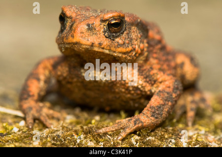 Bufo bufo Stock Photo