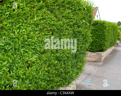 Common Privet Hedge (Ligustrum Ovalifolium) Stock Photo