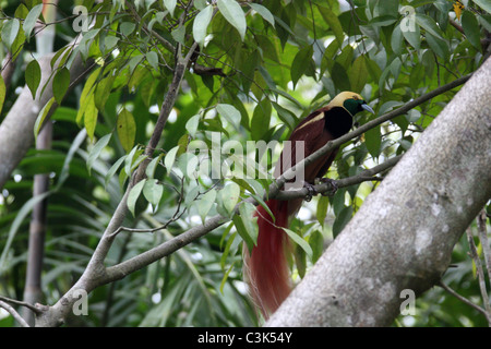 Raggiana Bird of Paradise at the National Capital Botanical Gardens in Port Moresby PNG Stock Photo