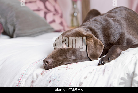Chocolate labrador lying on bed Stock Photo