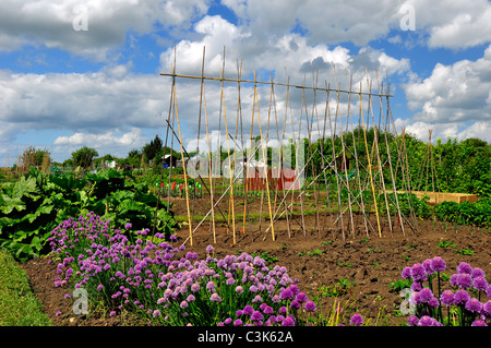 Allotment in Aylesbury on a sunny day Stock Photo