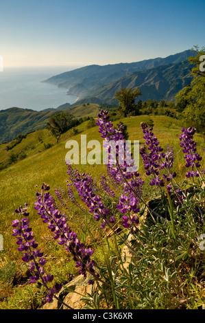 Lupine wildflowers and green hills in Spring on the Big Sur Coast, Monterey County, California Stock Photo