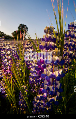 Field of purple lupine wildflowers and oak trees in Spring, Ventana Wilderness, Los Padres National Forest, California  Stock Photo