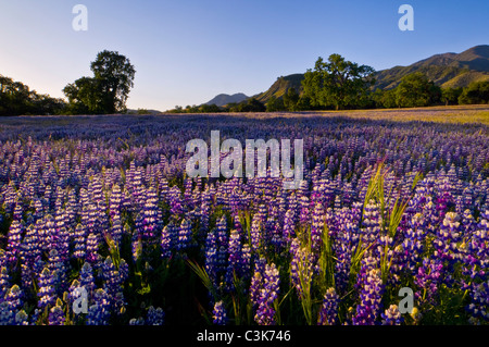 Field of purple lupine wildflowers and oak trees in Spring, Ventana Wilderness, Los Padres National Forest, California  Stock Photo