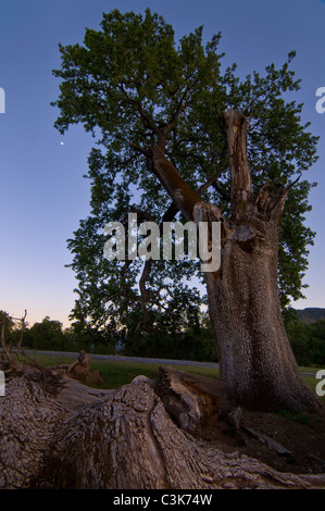 Moon and large old broken oak tree in evening light, Ventana Wilderness, Los Padres National Forest, California Stock Photo