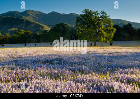 Field of purple lupine wildflowers and oak trees in Spring, Ventana Wilderness, Los Padres National Forest, California  Stock Photo