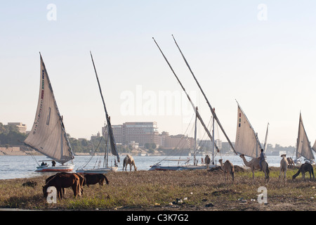 Felucca  and animals on the West Bank shoreline of the River Nile at sunset, Luxor, Egypt, North North North Africa Stock Photo