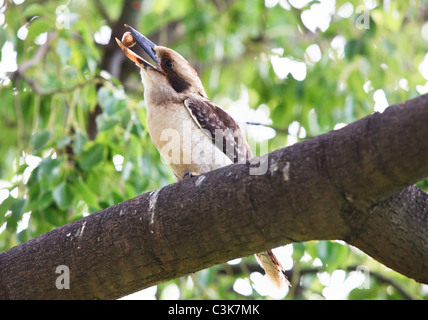 Laughing Kookaburra  (Dacelo novaeguineae) with a nut. Stock Photo