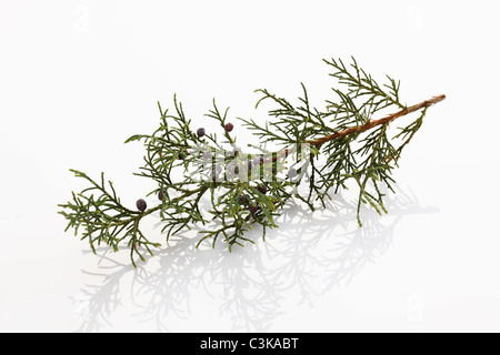 Twig of common juniper with berries, close-up Stock Photo