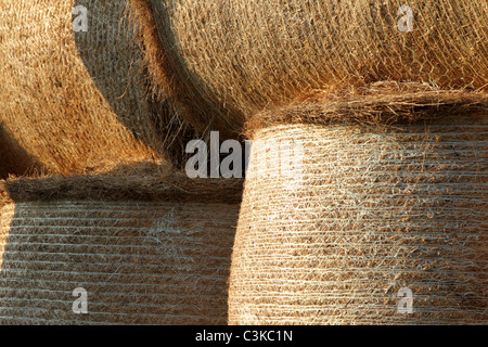 Close up of round hay bales stored in a barn Stock Photo