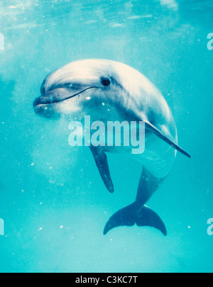 Bottlenosed dolphin underwater Stock Photo