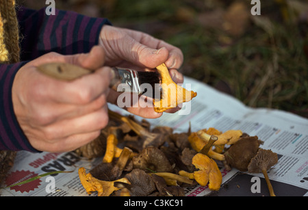 Hands cleaning chanterelles with paintbrush Stock Photo