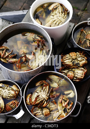 Crabs in saucepan Stock Photo
