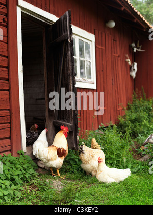 Chickens outside barn Stock Photo