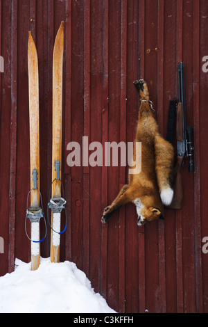 A fox and a gun, Norrland, Sweden. Stock Photo