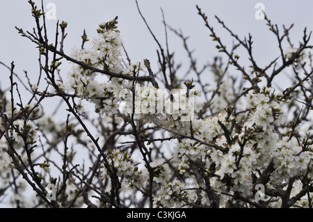 Hawthorn tree in flower at springtime Stock Photo