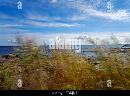 Blurred trees with sea in background Stock Photo