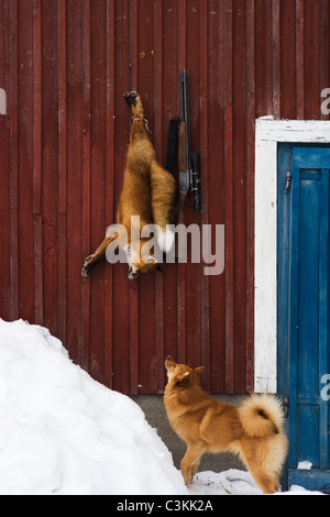 A dog, a fox and a gun, Norrland, Sweden. Stock Photo