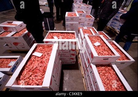 Fresh shrimps in boxes at fish market Stock Photo