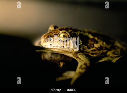 Close-up of spadefoot toad Stock Photo