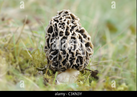 Edible fungi, Common Morel, morcella esculenta, Norfolk, England , April Stock Photo