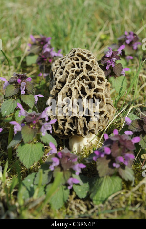 Edible fungi, Common Morel, morcella esculenta, Norfolk, England , April Stock Photo