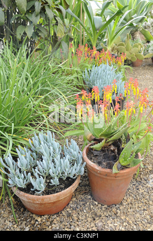 Large greenhouse, Various succulents growing in large greenhouse, Uk, March Stock Photo