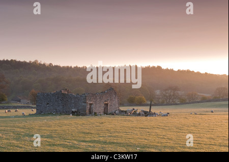 Crumbling rustic old barn ruin in sheep field in early morning sunlight at sunrise (scenic rural landscape) - Wharfedale, Yorkshire Dales, England UK.