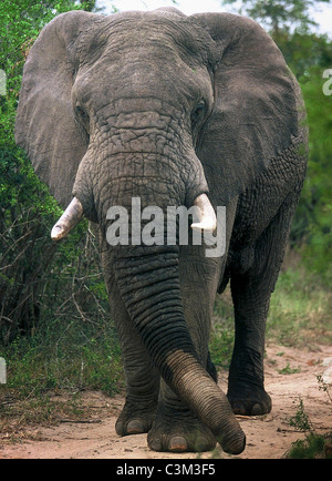 Bull elephant Loxodonta africana Mala Mala Kruger South Africa Stock Photo