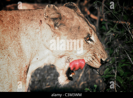 Lion female licking lips Panthera leo Mala Mala Kruger South Africa Stock Photo