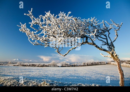 Wind-bent hawthorn tree covered by winter hoar frost, County Sligo, Ireland. Stock Photo