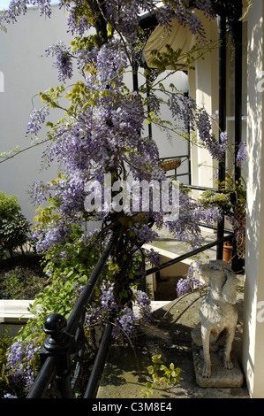 A flowering Wisteria and a dog statue on the elegant cast iron balcony of a Victorian town house in Brighton. Stock Photo