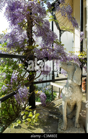 A flowering Wisteria and a stone hunting dog on the elegant cast iron balcony of a Victorian town house in Brighton. Stock Photo