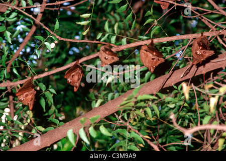 Gambian epauletted fruit bats (Epomophorus gambianus: Pteropodidae) roosting in a tree during the day, Gambia Stock Photo