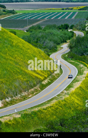 Scenic Santa Barbara, California Road Under Tree Branches. California ...