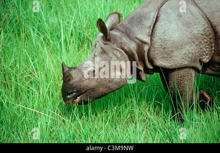 Indian Rhinoceros (Rhinoceros unicornis: Rhinocerotidae) grazing in Chitwan National Park, Nepal Stock Photo