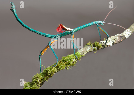 Male Stick Insect (Achriopetra fallax) in defensive position, Captive Stock Photo