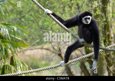 The lar gibbon (Hylobates lar), also known as the white-handed gibbon, on ropes Stock Photo