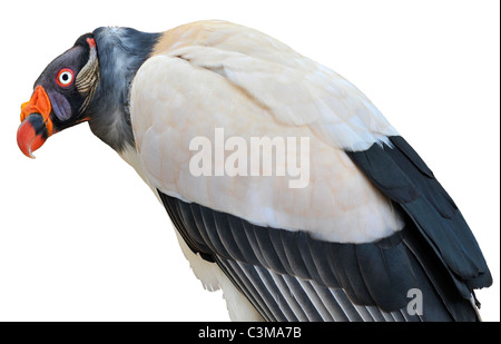 Closeup King Vulture (Sarcoramphus papa) isolated on white background Stock Photo
