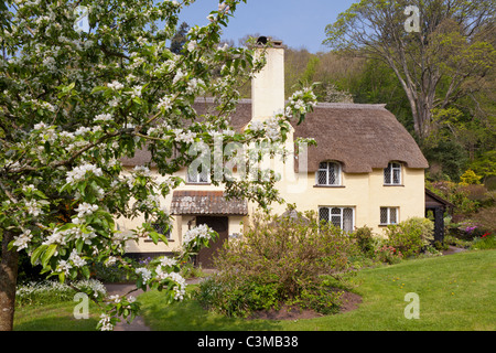 A thatched cottage in the Exmoor village of Selworthy, Somerset, England UK Stock Photo