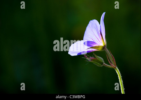 Geranium Orion. Cranesbill flower and bud. Spot metered and lit up by sunlight Stock Photo