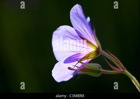 Geranium Orion. Cranesbill flower and bud. Spot metered and lit up by sunlight Stock Photo